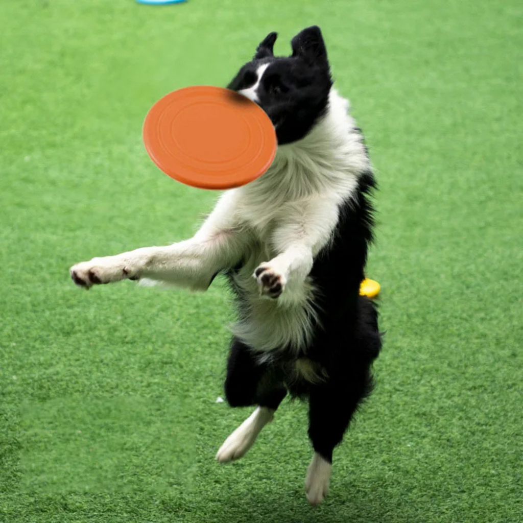 Disco Frisbee Voador Pet de Silicone para Cachorros