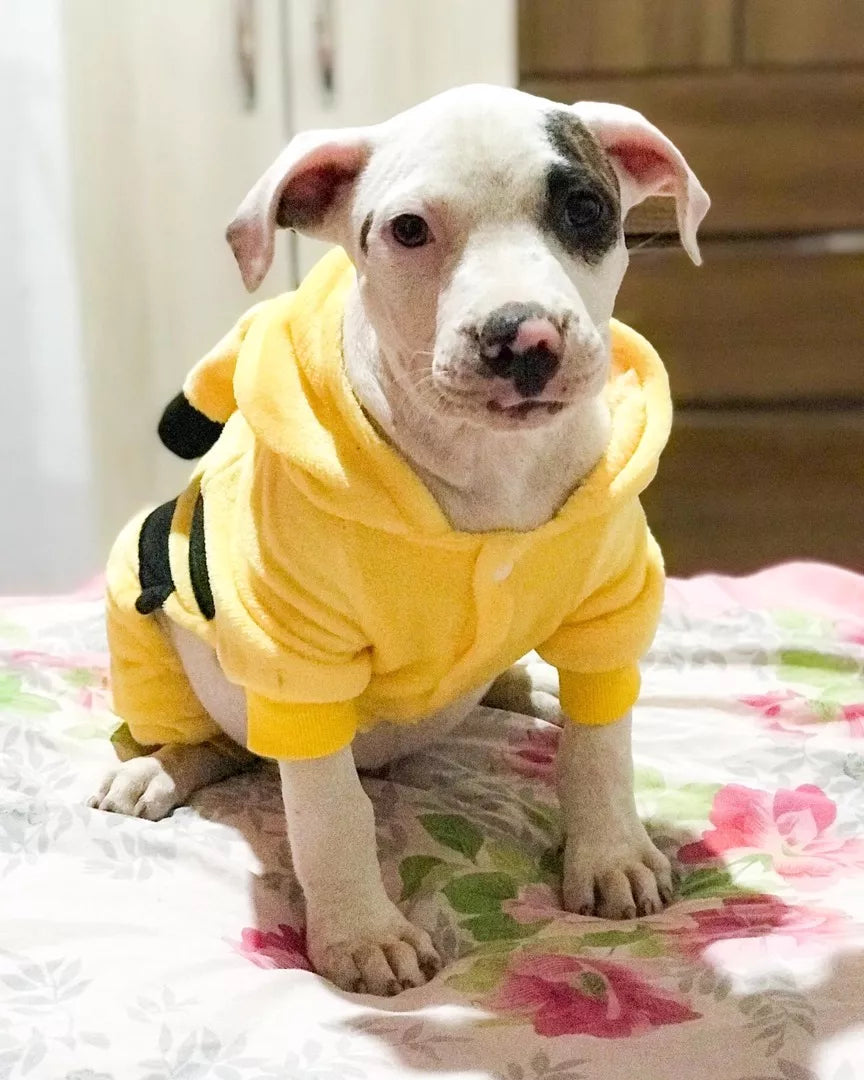 Macacão Pet Quentinho para Cachorros Pequenos e Médios - FofiPet™