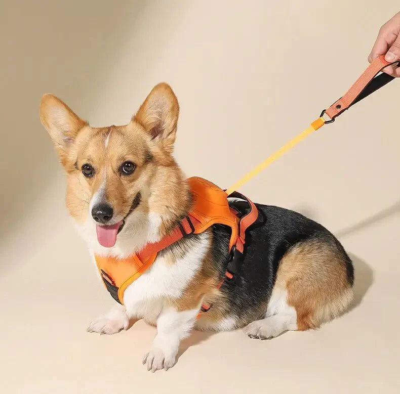 Coleira Retrátil com Guia para Cães de Médio e Grande Porte - Petzo™